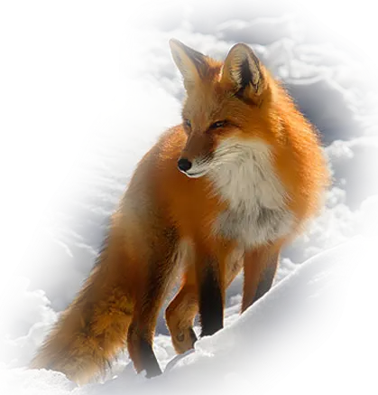 Fox Standing in Snow