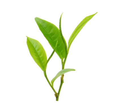 Green Plant Sprout for Nature and Growth Concept