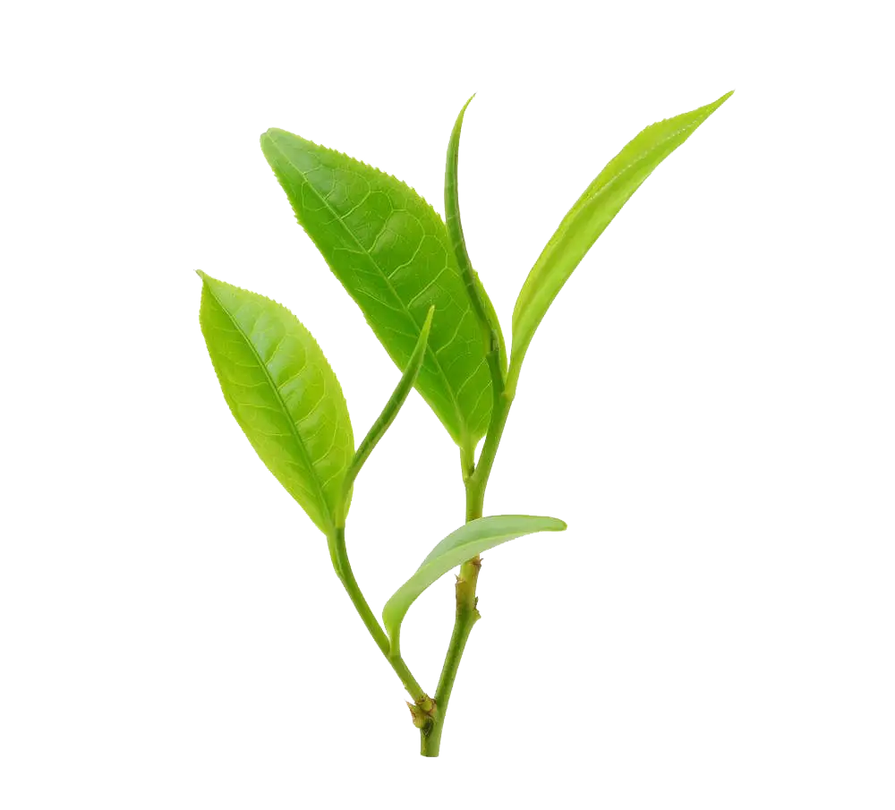 Green Plant Sprout for Nature and Growth Concept