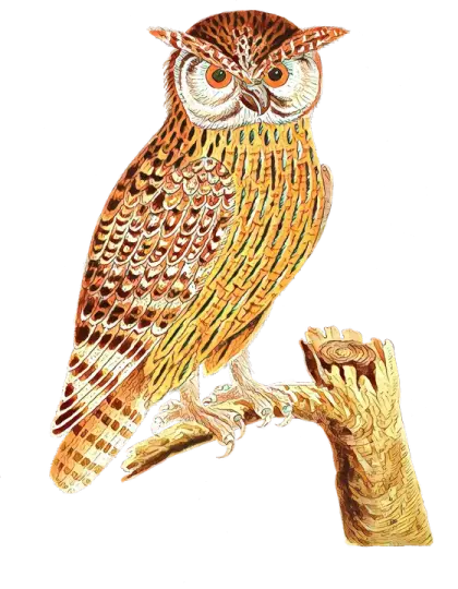 Detailed Owl Illustration on Branch