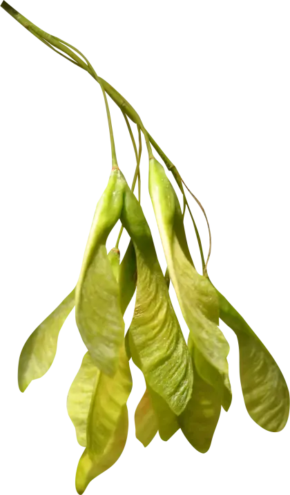 Maple Tree Seeds