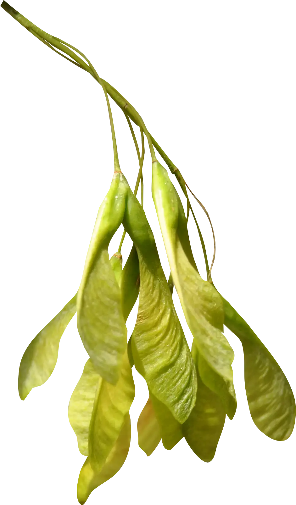 Maple Tree Seeds