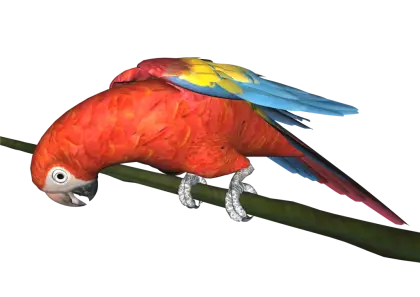Colorful Macaw Parrot on Perch