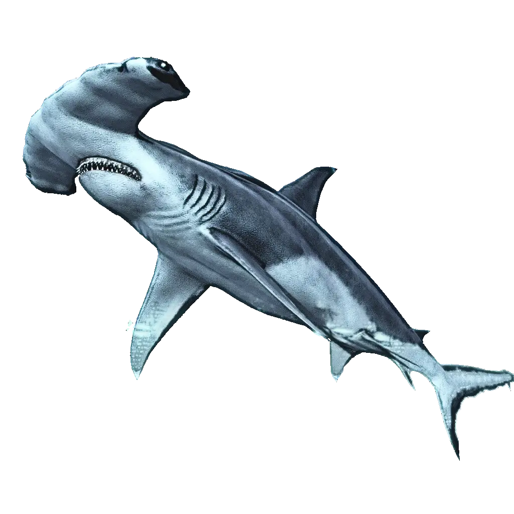 Realistic Hammerhead Shark Illustration