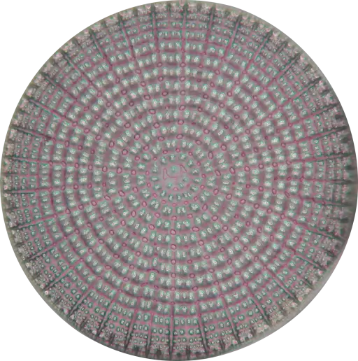 Microscopic Image of a Circular Pattern