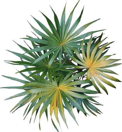 Green Palm Plant
