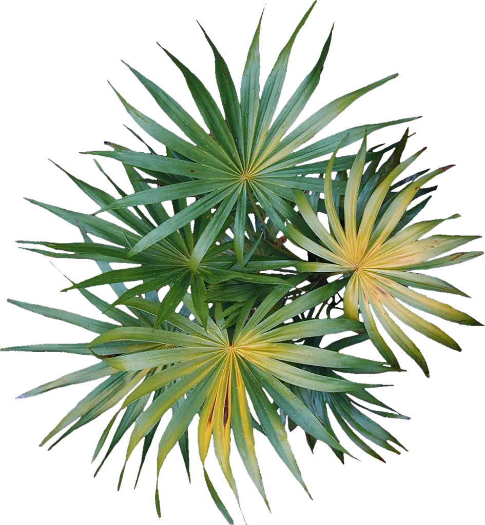Green Palm Plant