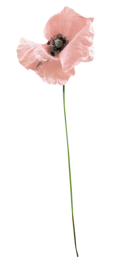 Delicate Pink Poppy Flower on Long Stem