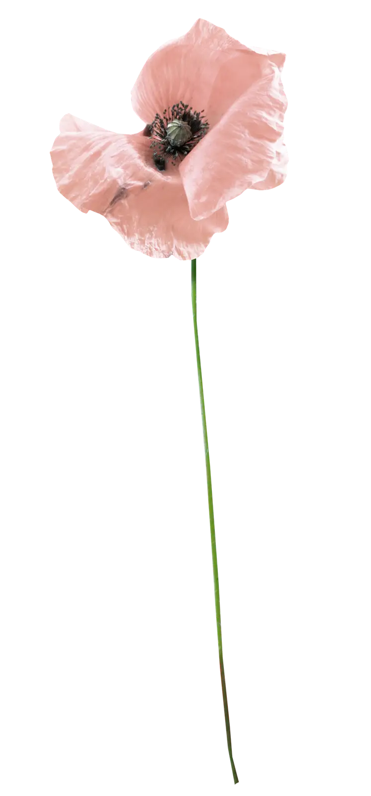 Delicate Pink Poppy Flower on Long Stem