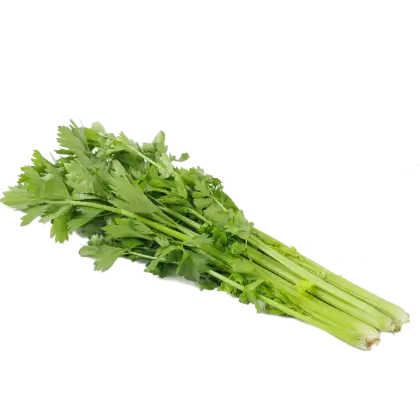 Fresh Celery Bunch for Healthy Diets