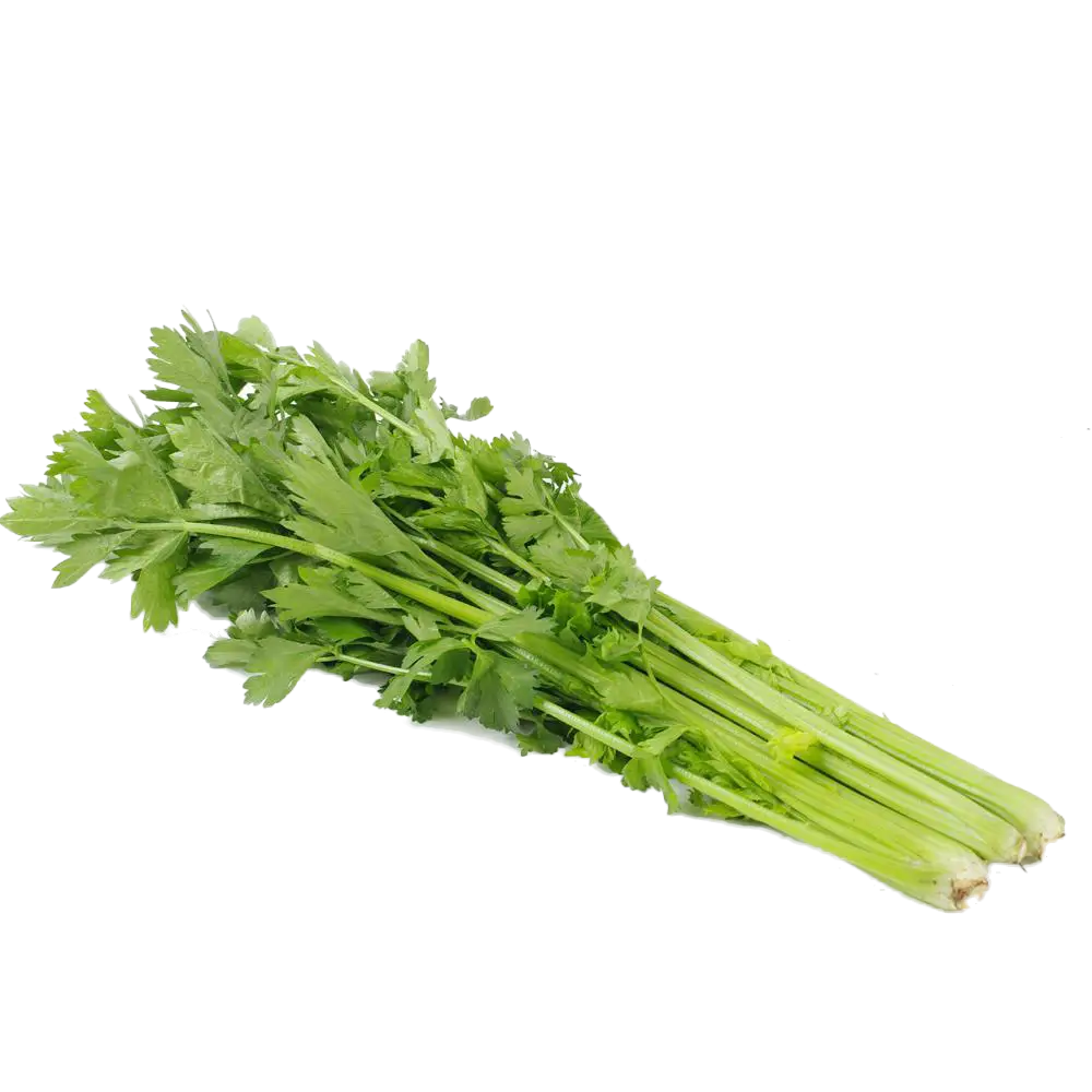 Fresh Celery Bunch for Healthy Diets