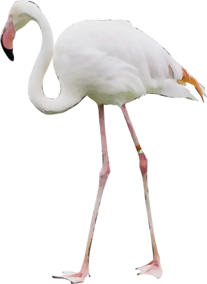 White Flamingo Illustration