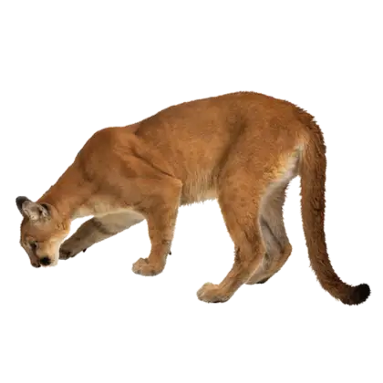 Prowling Cougar in Wildlife Illustration