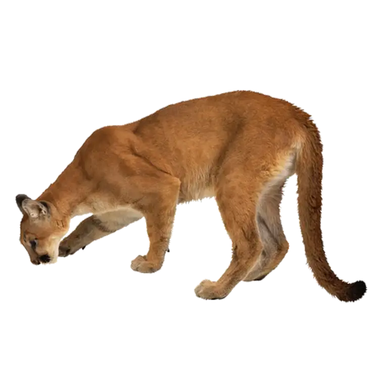 Prowling Cougar in Wildlife Illustration