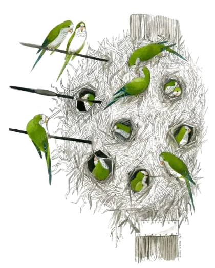 Green Parrots in a Nest