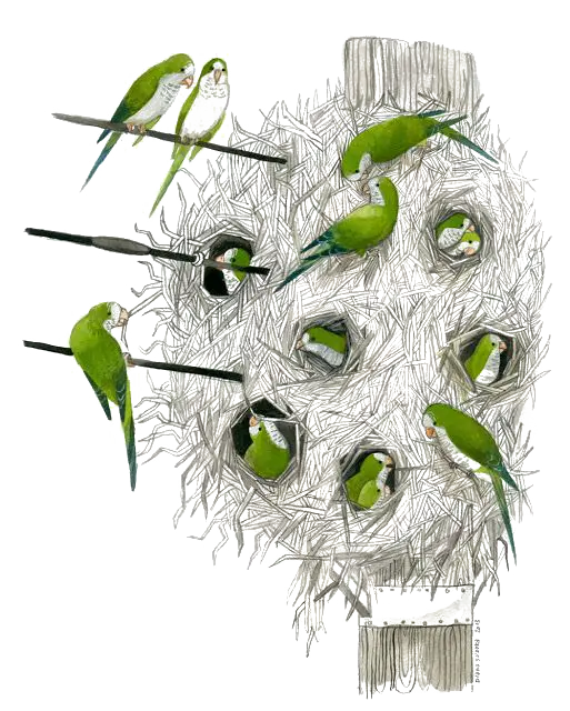 Green Parrots in a Nest