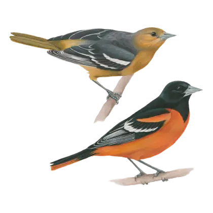 Detailed Colorful Birds Illustration
