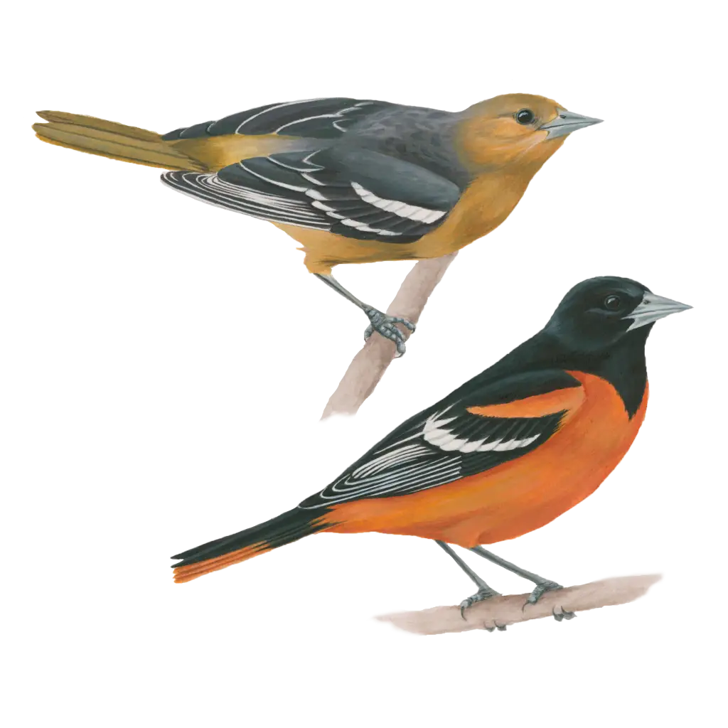 Detailed Colorful Birds Illustration