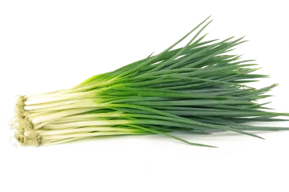 Fresh Green Onions in a Bunch