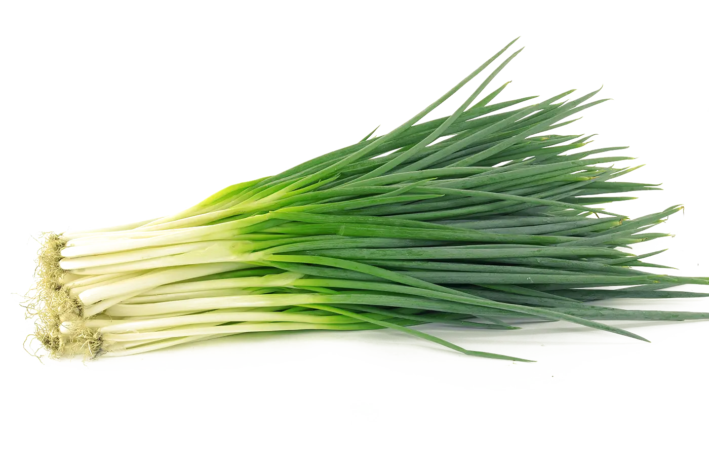 Fresh Green Onions in a Bunch