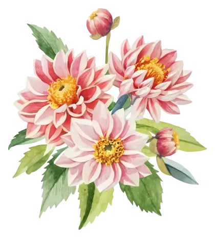Pink Dahlias in Watercolor