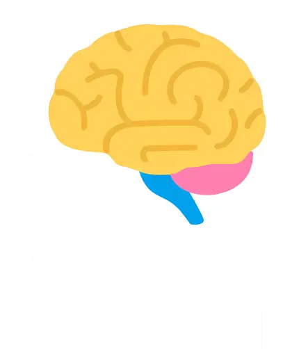 Human Brain Illustration in Side Silhouette