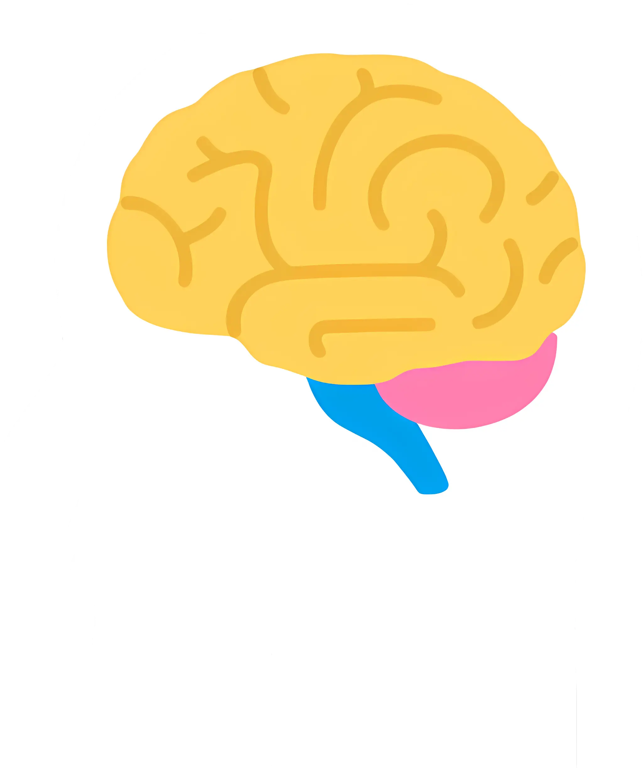 Human Brain Illustration in Side Silhouette