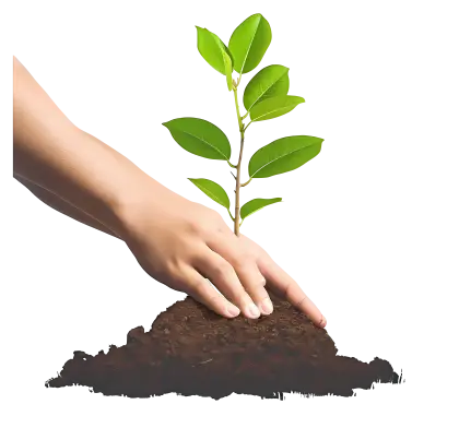 Planting a Green Seedling