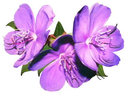 Purple Flowers with Petals