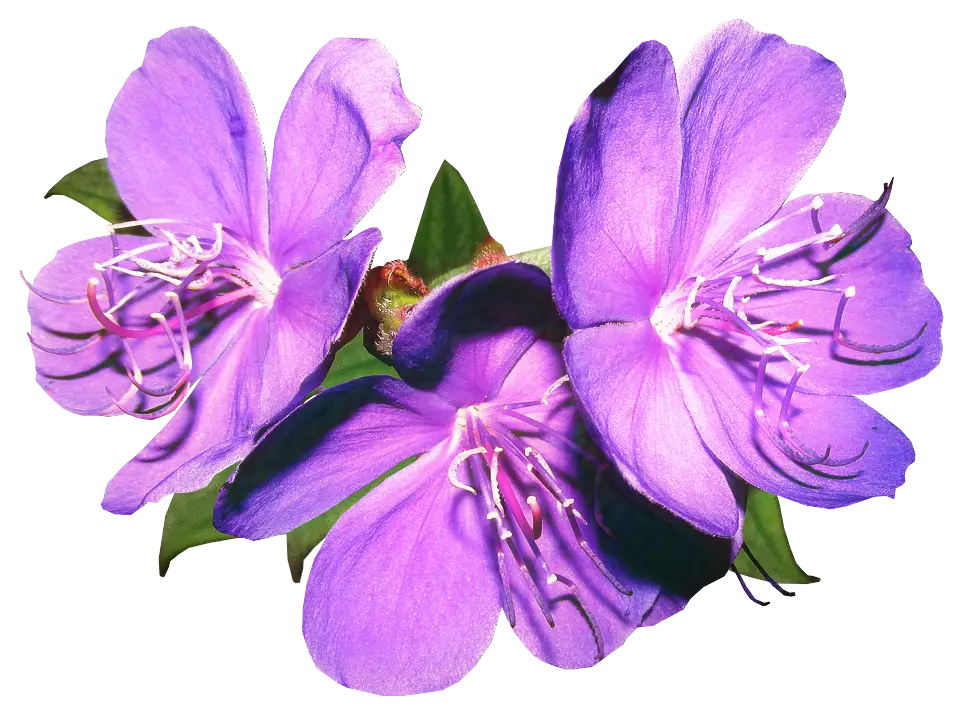 Purple Flowers with Petals