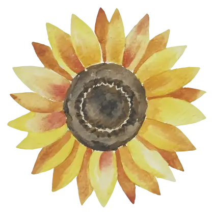 Watercolor Sunflower Illustration