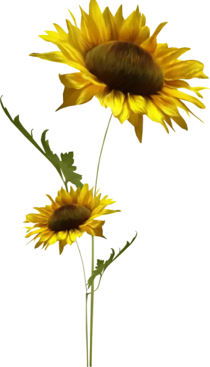 Vivid Yellow Sunflowers in Bloom