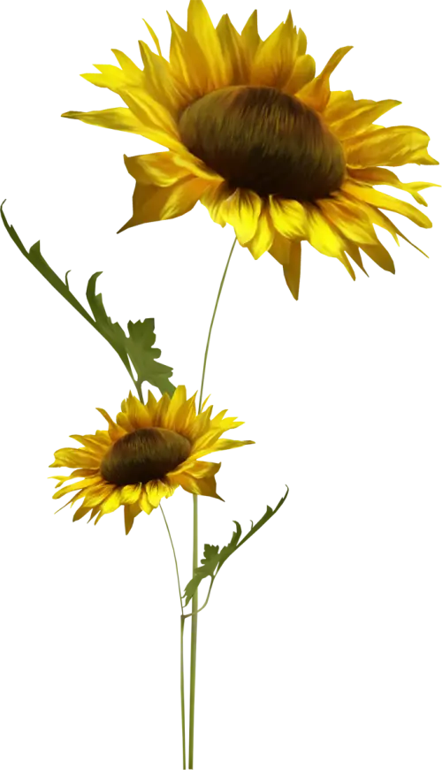 Vivid Yellow Sunflowers in Bloom