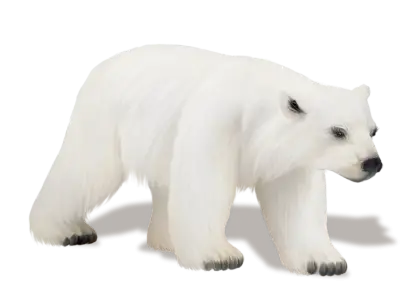 White Polar Bear from the Arctic