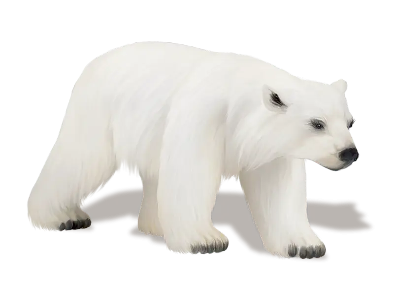 White Polar Bear from the Arctic