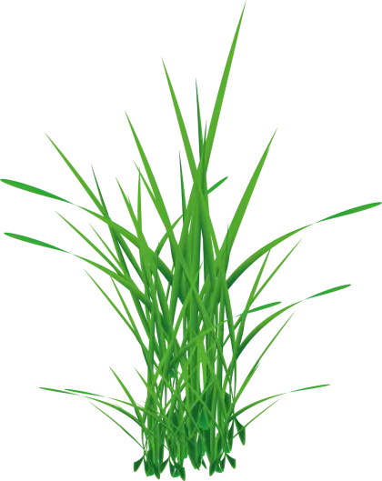 Green Grass Cluster Illustration