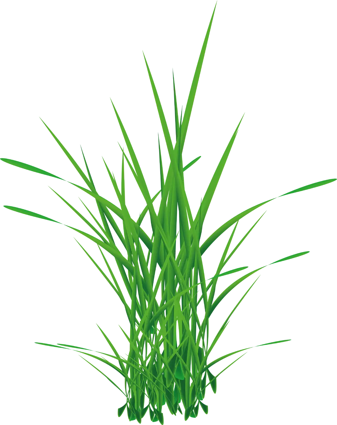 Green Grass Cluster Illustration