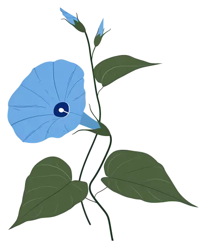 Morning Glory Flower with Vine