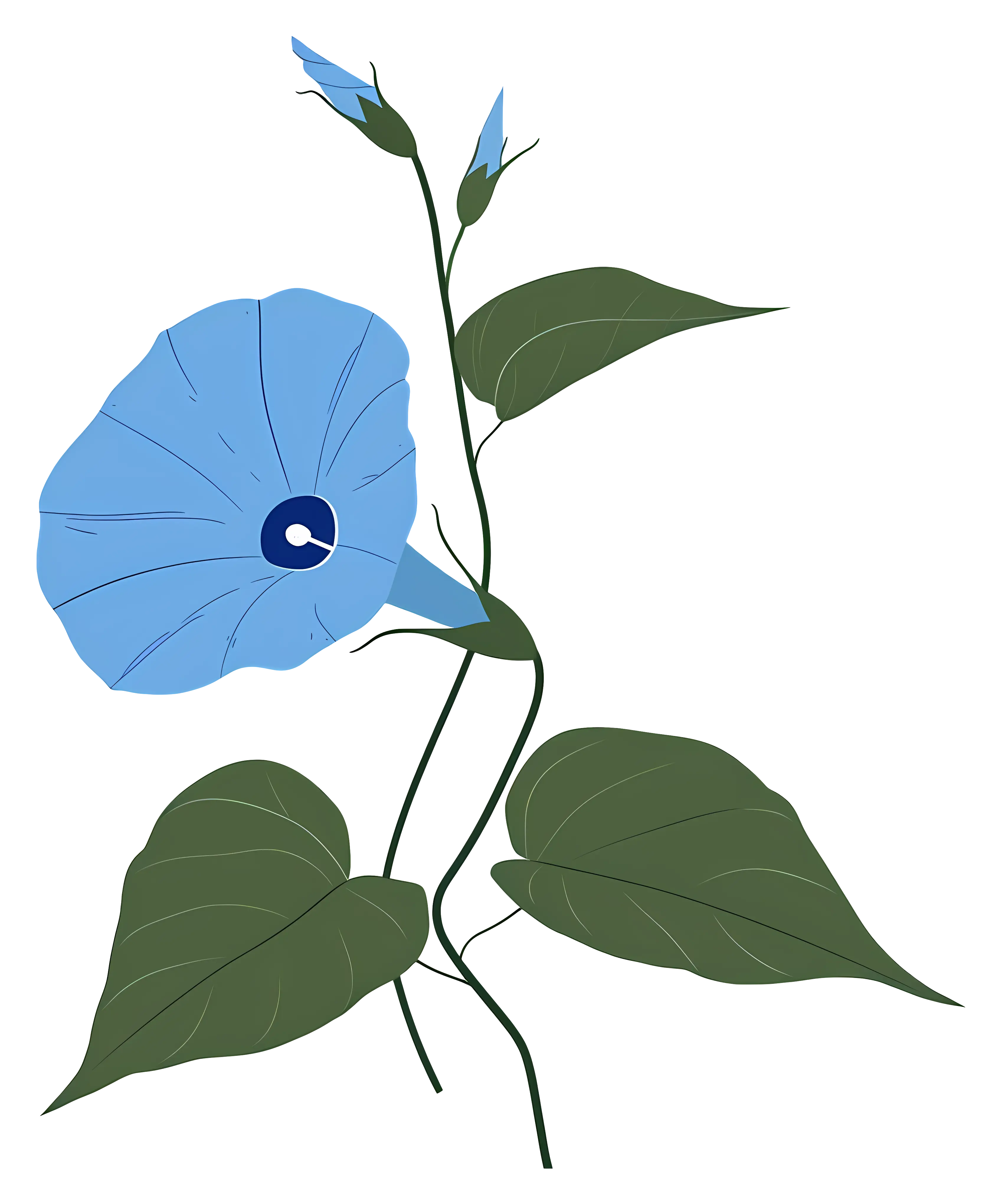 Morning Glory Flower with Vine