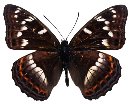 Brown Butterfly with Intricate Wings