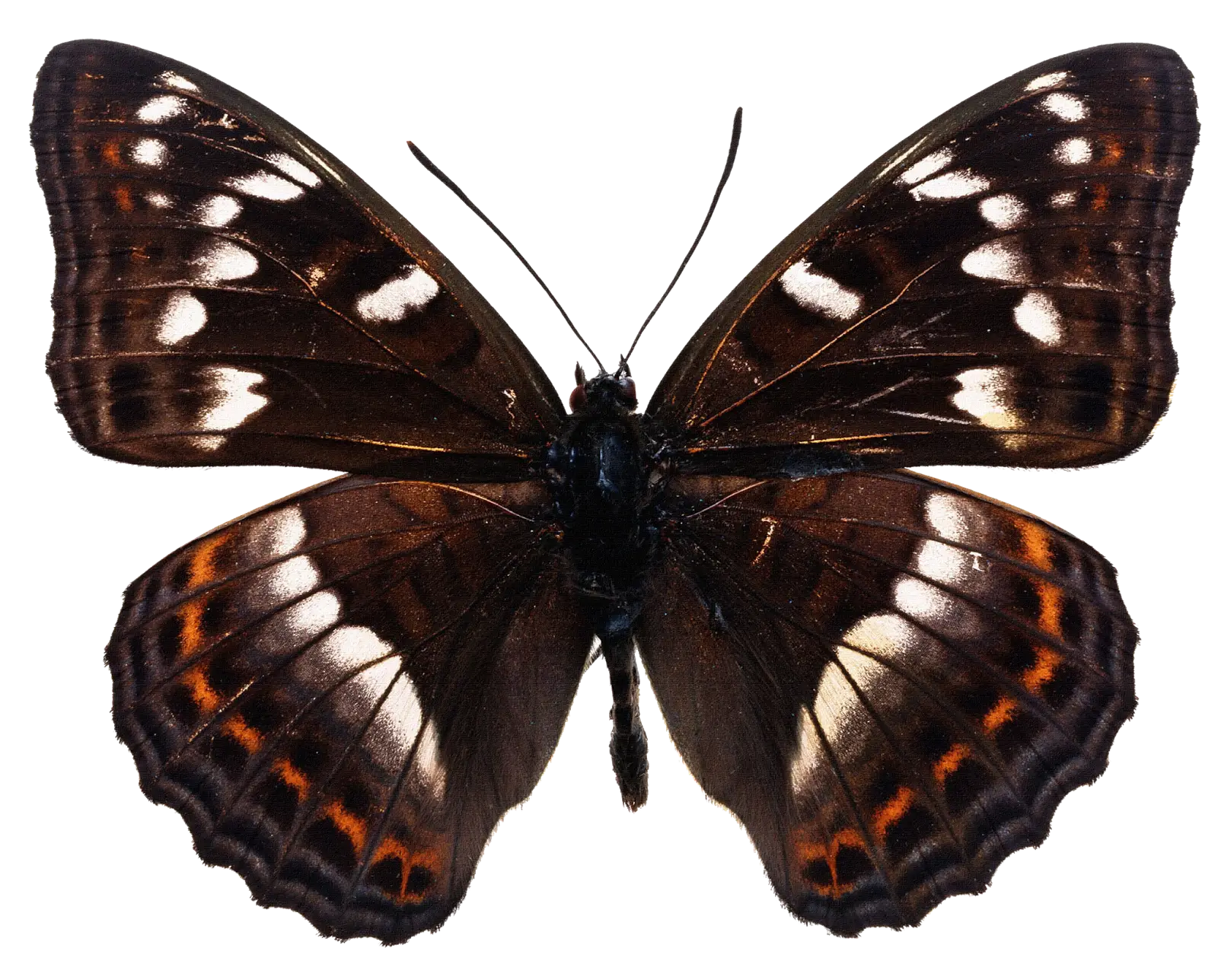 Brown Butterfly with Intricate Wings