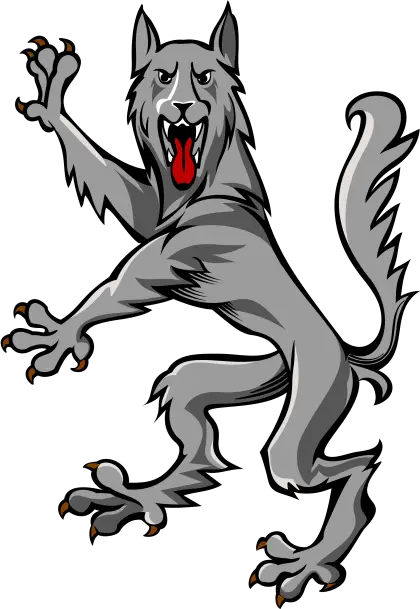 Gray Wolf in Aggressive Pose