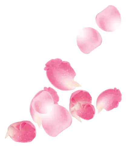 Falling Pink Flower Petals Close-Up