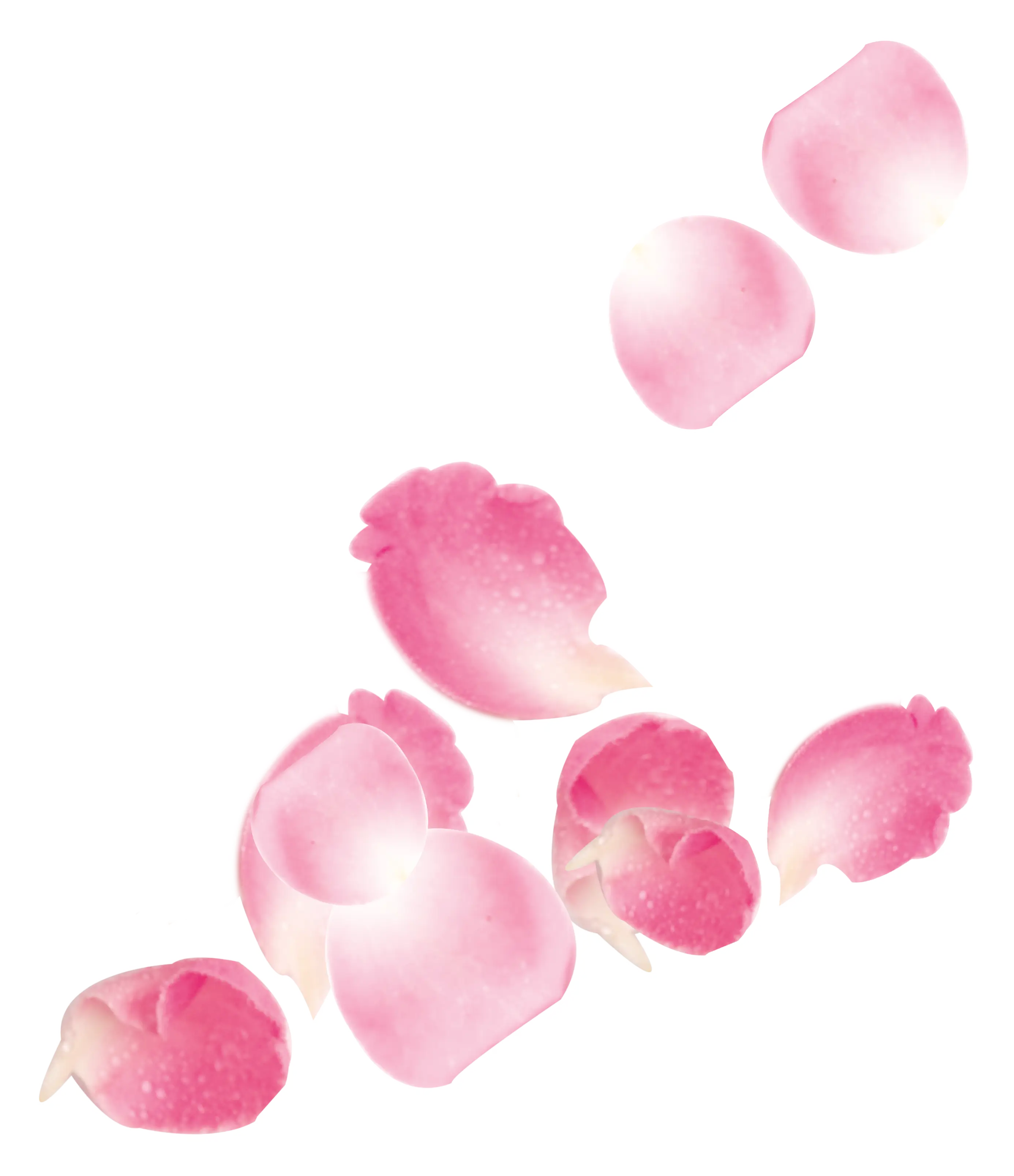 Falling Pink Flower Petals Close-Up