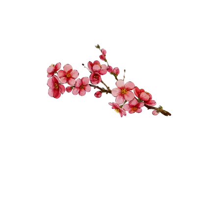 Pink Cherry Blossoms on a Branch