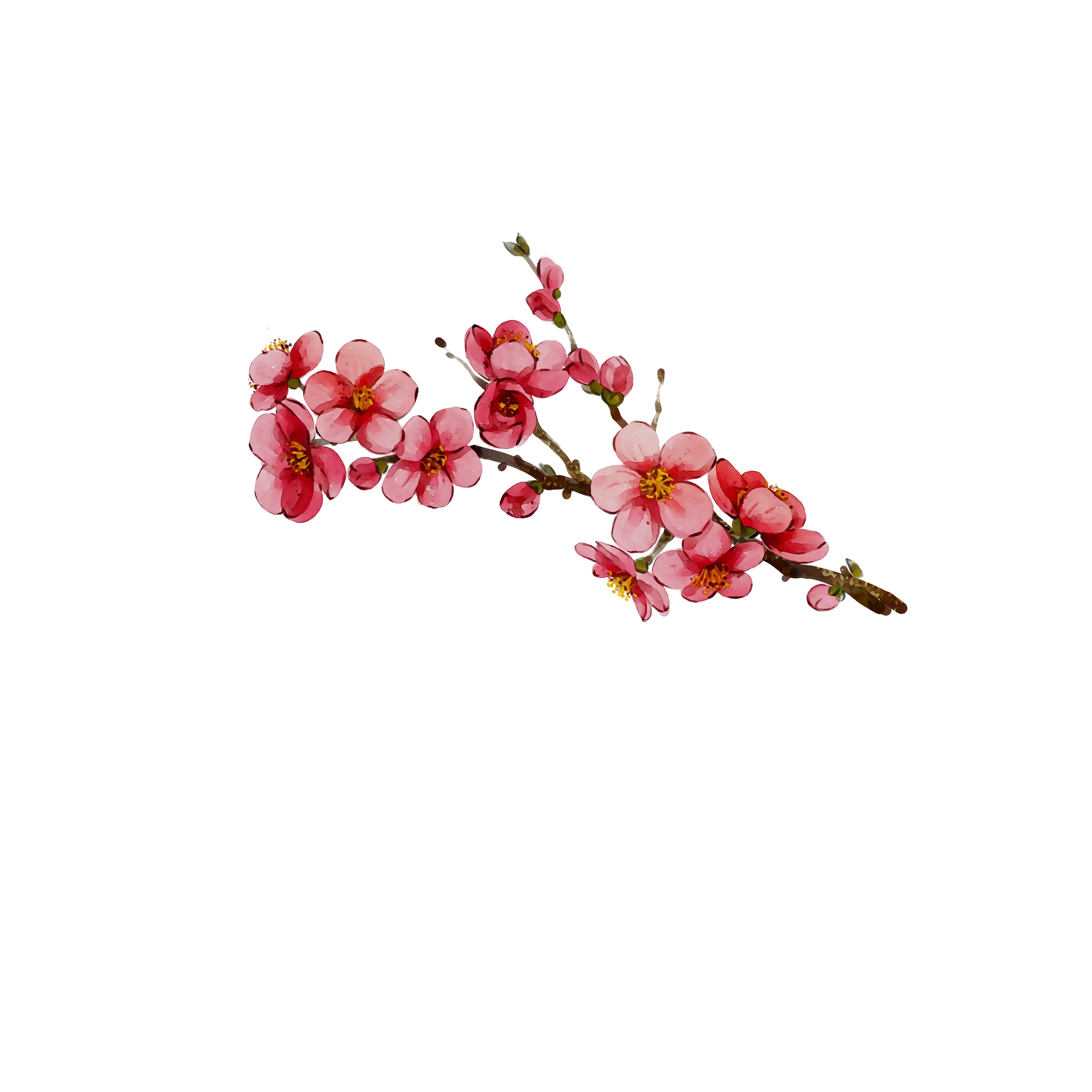 Pink Cherry Blossoms on a Branch