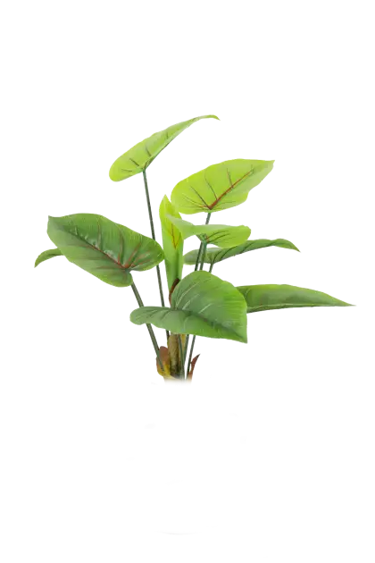 Small Green Plant