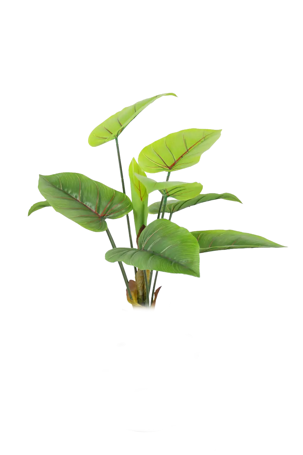 Small Green Plant
