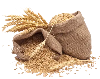 Sacks of Wheat with Harvested Grains