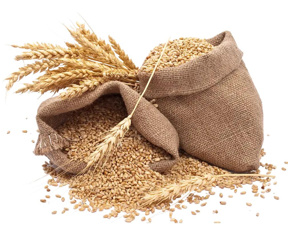 Sacks of Wheat with Harvested Grains